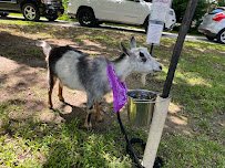 Beach Party Ponies & Barnyard Petting Zoo photo 6