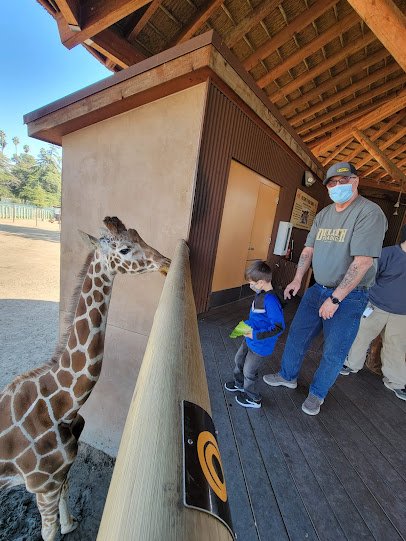 Giraffe Feeding