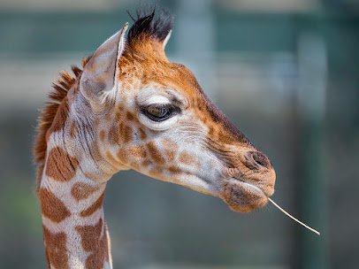 Giraffe Feeding photo 3