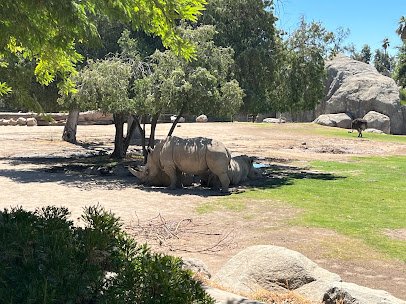 Giraffe Feeding photo 4