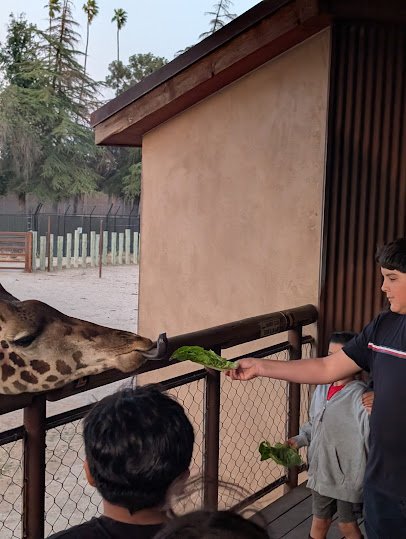 Giraffe Feeding photo 5
