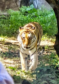 Asia Quest photo 6