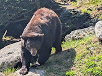 Mildred the Bear Wildlife Habitats photo 1
