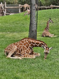 Petting Barn at Fort Worth Zoo