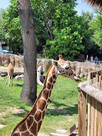 Petting Barn at Fort Worth Zoo photo 4