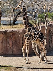 El Paso Zoo and Botanical Gardens photo 4