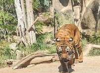 El Paso Zoo and Botanical Gardens photo 6