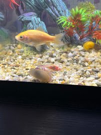 Aquarium City photo 3