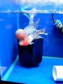 Aquarium City photo 5