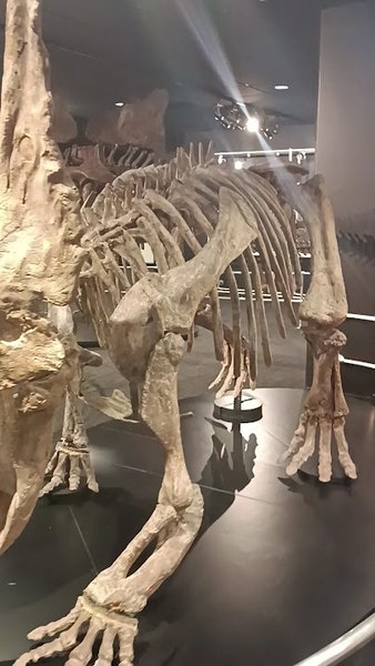 American Museum of Natural History Dinosaur Gallery photo 2