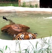 Tigers For Tomorrow Wild Animal Preserve, Inc. photo 2