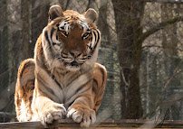 Tigers For Tomorrow Wild Animal Preserve, Inc. photo 3