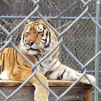 Tigers For Tomorrow Wild Animal Preserve, Inc. photo 4