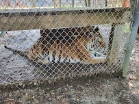 Tigers For Tomorrow Wild Animal Preserve, Inc. photo 5