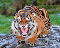 Point Defiance Zoo & Aquarium photo 4