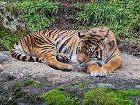 Point Defiance Zoo & Aquarium photo 6
