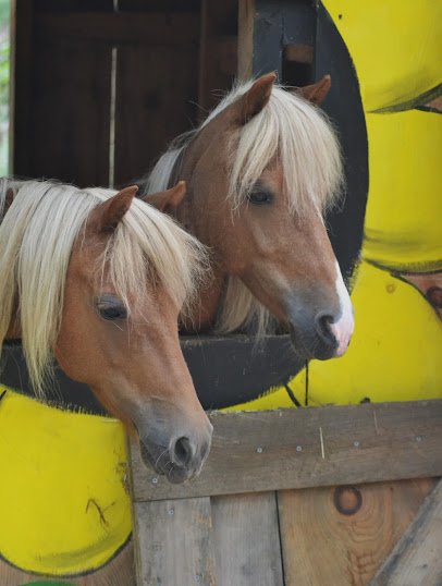 Blazing Saddles Pony Parties & Petting Zoo photo 3