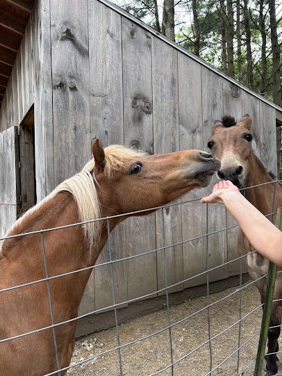 Blazing Saddles Pony Parties & Petting Zoo photo 4