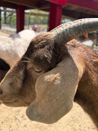 Tuckasegee Farm Animal Rescue & Petting Zoo photo 2