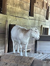 Tuckasegee Farm Animal Rescue & Petting Zoo photo 4