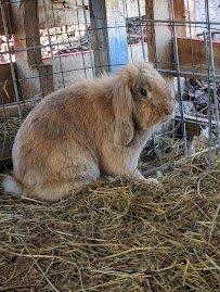 Tuckasegee Farm Animal Rescue & Petting Zoo photo 5
