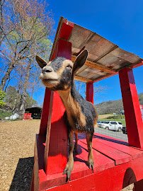 Tuckasegee Farm Animal Rescue & Petting Zoo photo 6