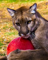 Heritage Park Zoological Sanctuary