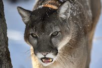 Heritage Park Zoological Sanctuary photo 3