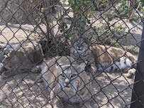 Heritage Park Zoological Sanctuary photo 5