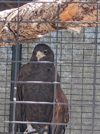Heritage Park Zoological Sanctuary photo 6