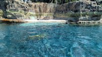 The Reef