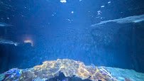 The Reef photo 5