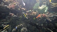 The Reef photo 6