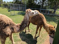 Sharkarosa Zoo photo 3