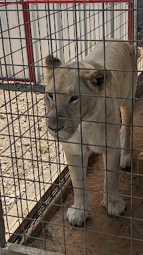Sharkarosa Zoo photo 5