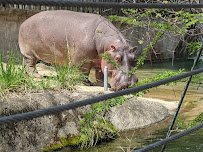 Hippoquarium photo 3