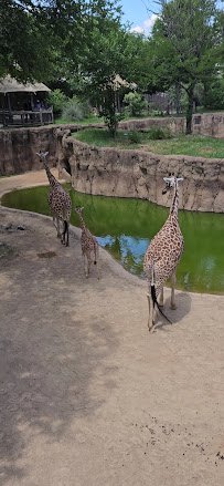 Wilds of Africa photo 2