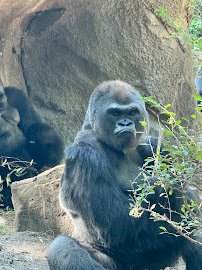 Wilds of Africa photo 4