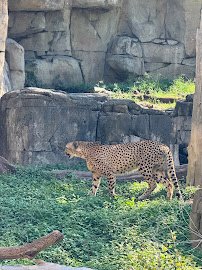 Wilds of Africa photo 5