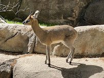 Wilds of Africa photo 6