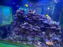 Steel Dynamics Living Reef Aquarium