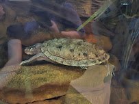 Steel Dynamics Living Reef Aquarium photo 2