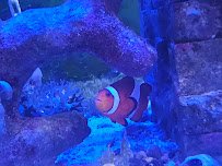 Steel Dynamics Living Reef Aquarium photo 3