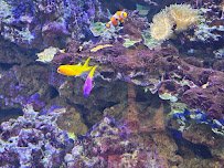 Steel Dynamics Living Reef Aquarium photo 4