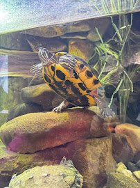 Steel Dynamics Living Reef Aquarium photo 5