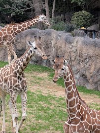 Fort Worth Zoo photo 4
