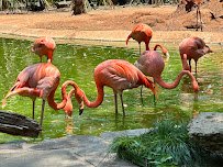 Fort Worth Zoo photo 5