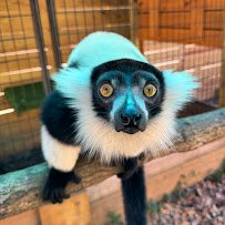 North Florida Wildlife Center