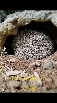 North Florida Wildlife Center photo 2