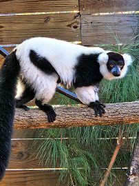 North Florida Wildlife Center photo 3